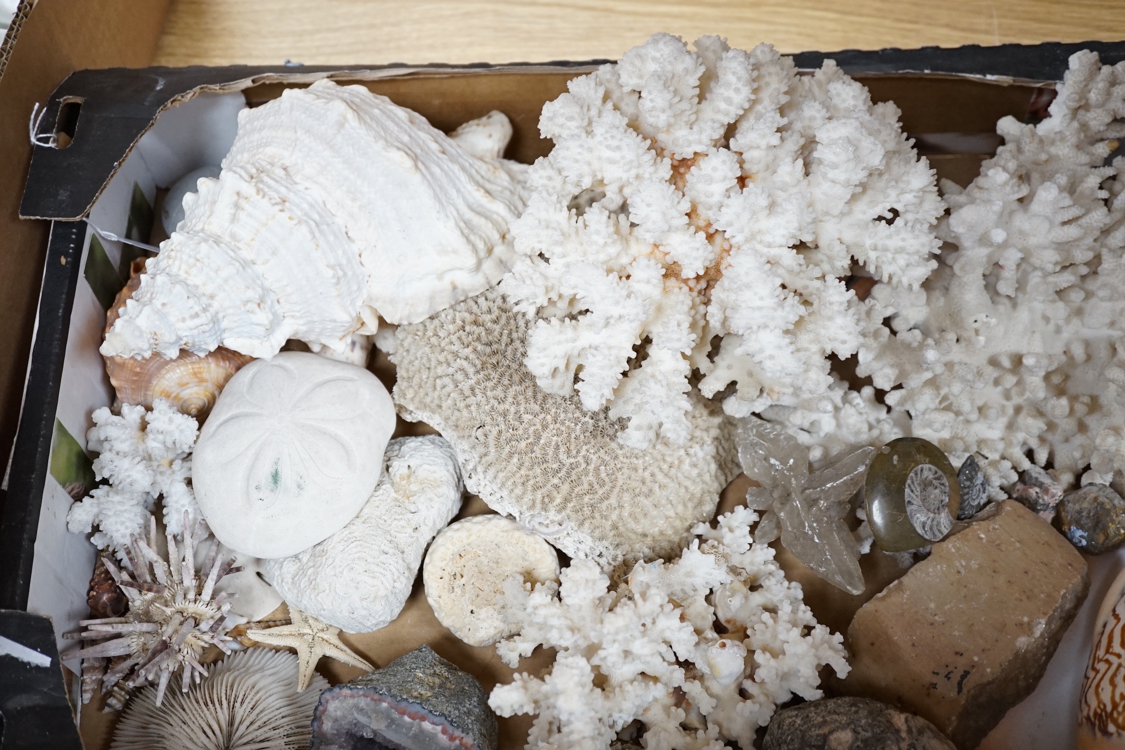 A group of various sea shells, corals, fossils etc.